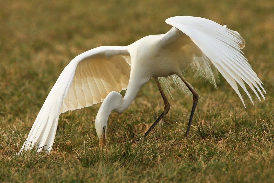 Hebbes ? - Vogels - Grote Zilverreiger