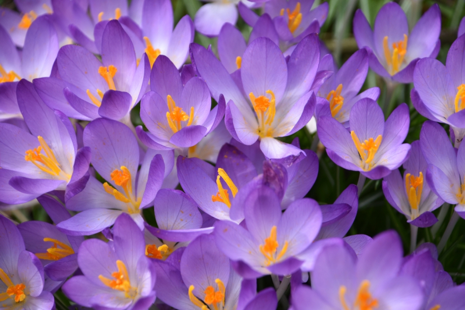 Heel veel krokussen - Planten - 