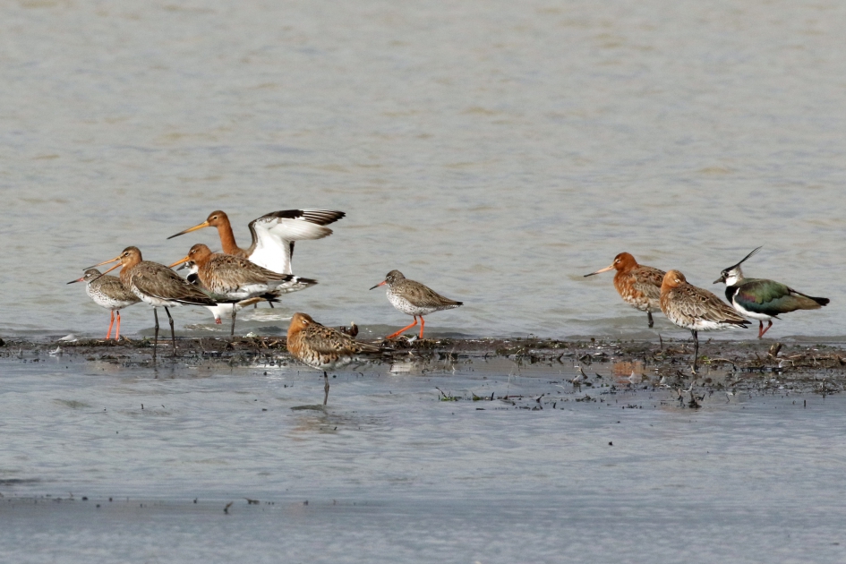 Heerlijk om die weidevogels weer te zien.. - Vogels - 