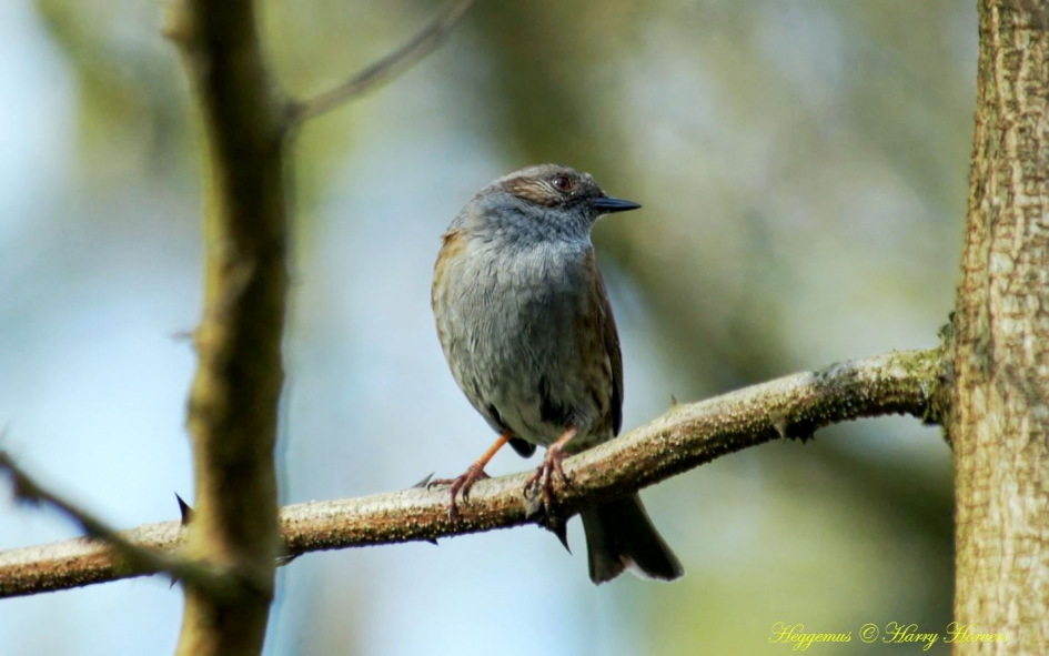Heggemus - Vogels - Heggemus