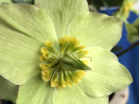 Helleborus