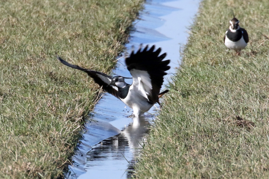 Help, ik zak door het ijs... - Vogels - Kievit