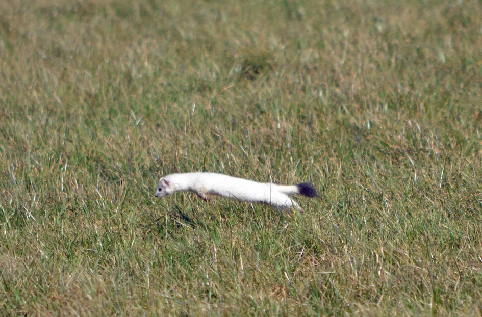 Hermelijn - Zoogdieren - Hermelijn