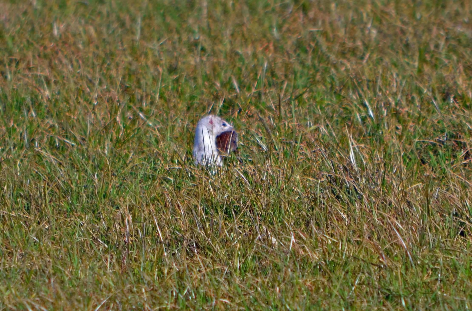 Hermelijn op jacht - Zoogdieren - Hermelijn