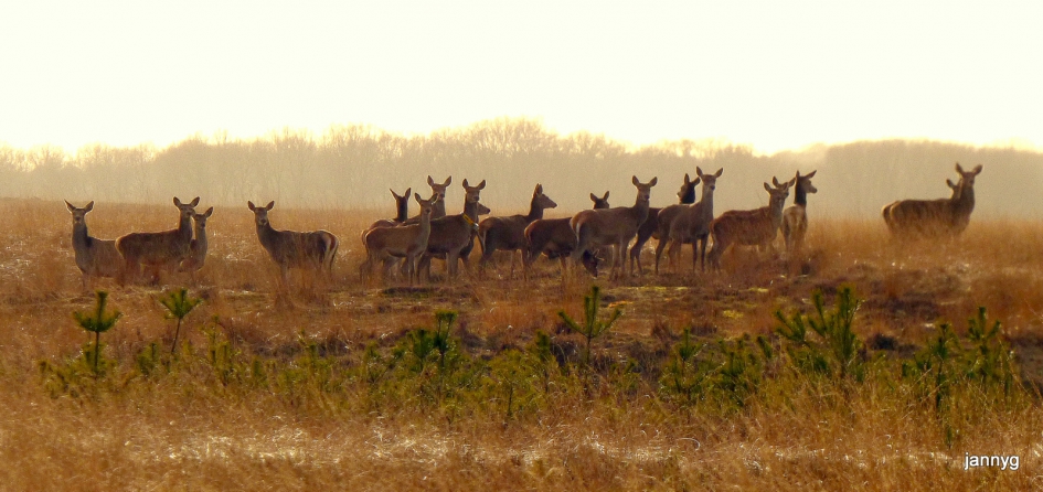 hindes in het tegenlicht. - Zoogdieren - 