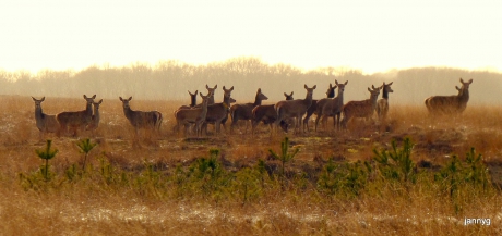 hindes in het tegenlicht.