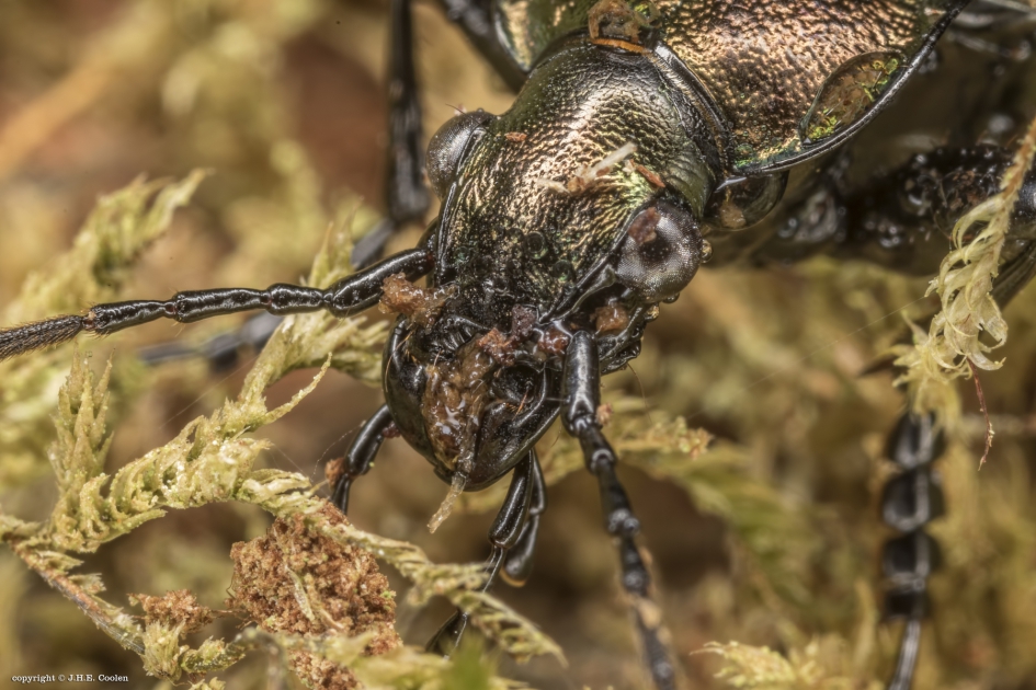 Honger - Geleedpotigen - Kettingschallebijter