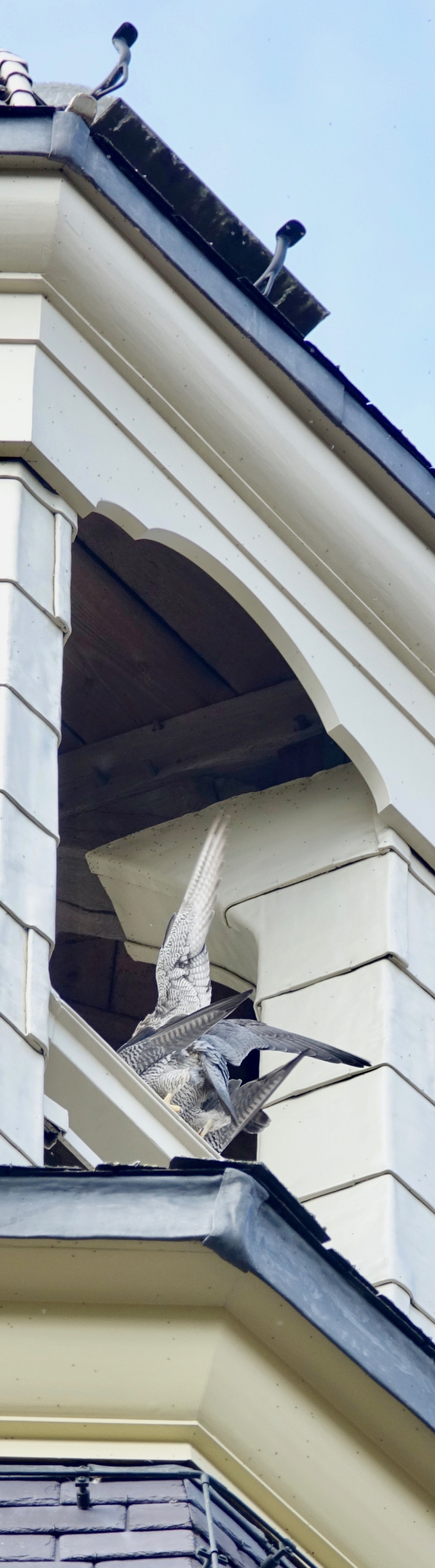 Hoogtepunt - Vogels - Slechtvalk