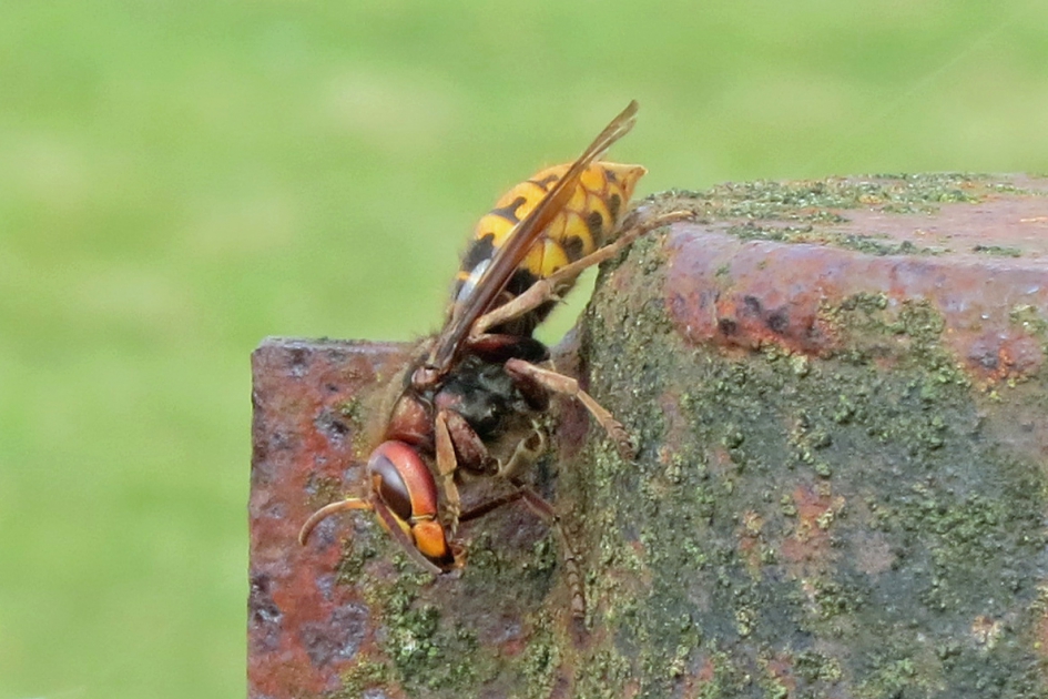 Hoornaar - Geleedpotigen - 