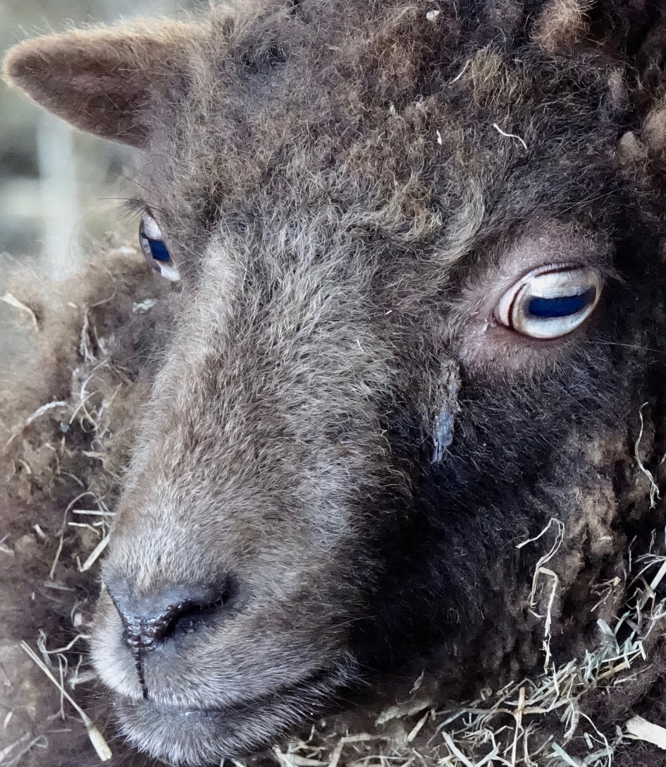 Horizon ogen - Zoogdieren - Schaap