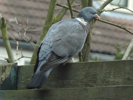 Houtduif van dichtbij