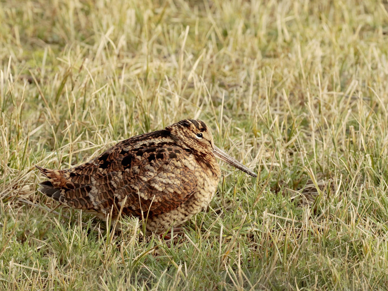 Vroege Vogels Foto Vogels Houtsnip Vroege Vogels Foto Vogels Houtsnip