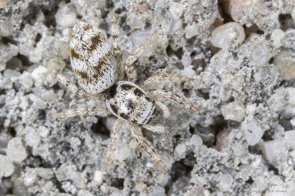 Huiszebraspin (vrouw) - Geleedpotigen - Huiszebraspin