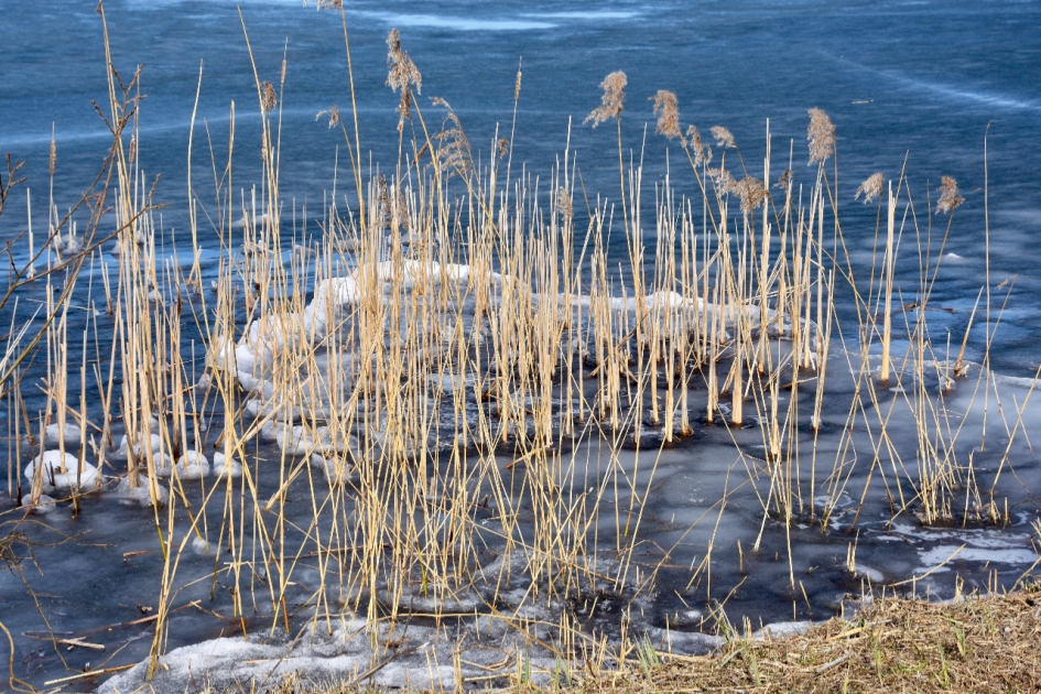 “IJsriet” - Weer en landschap - 