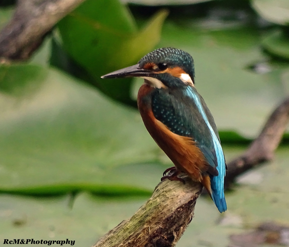 IJsvogel. - Vogels - IJsvogel.