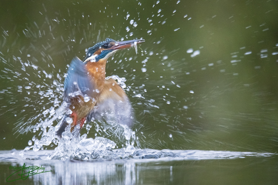 IJsvogel heeft beet - Vogels - IJsvogel