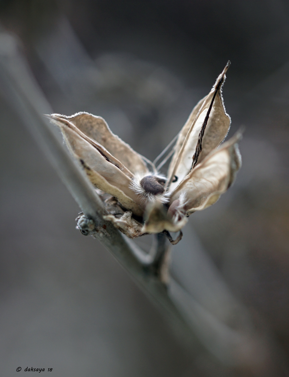 Ijzige oostenwind - Planten - Hibiscus