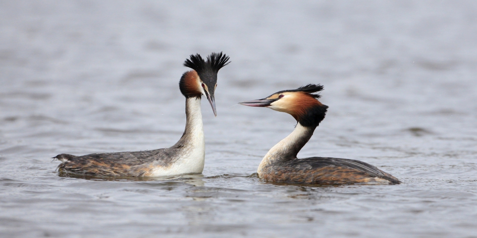 Ik vind je leuk ... ! - Vogels - Fuut