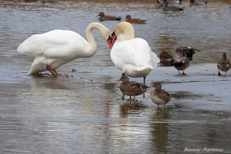 Ik vind jou leuk, hoe vind je mij?
