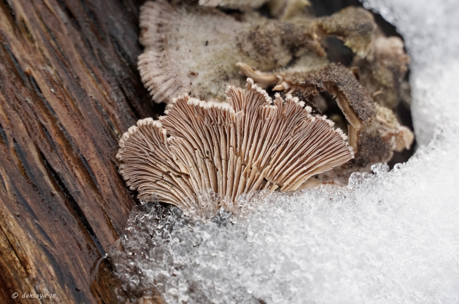 In de smeltende sneeuw - Schimmels - 