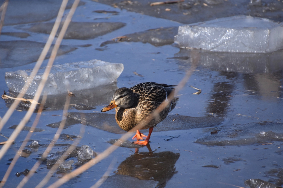 In het zonnetje op het ijs - Vogels - 