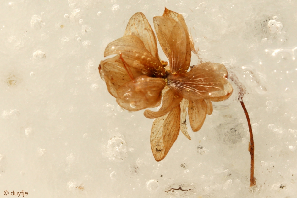 In ijs gevangen - Planten - 