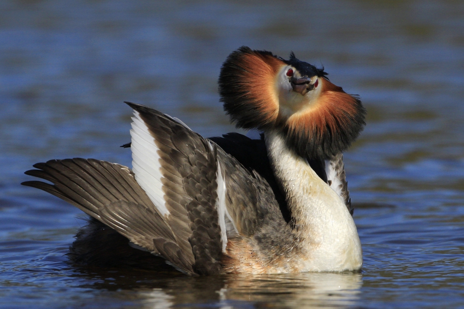 Indrukwekkend - Vogels - Fuut