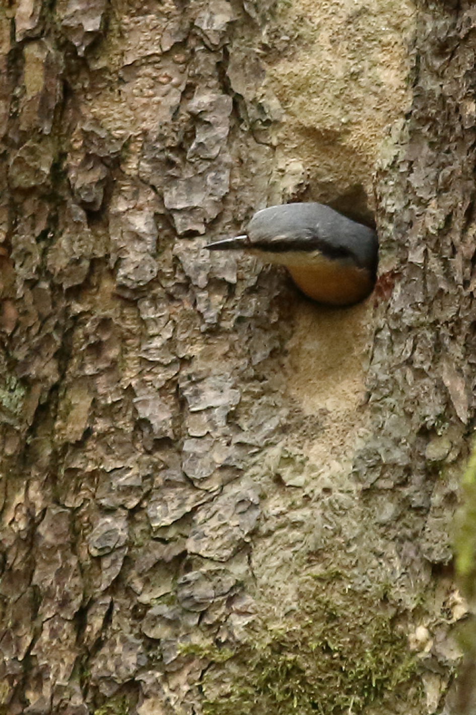 inspectie van een boomklever - Vogels - 