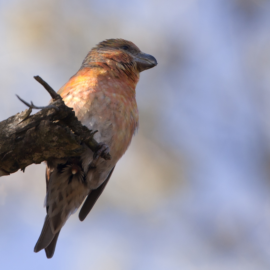 Intimiteiten - Vogels - Grote Kruisbek