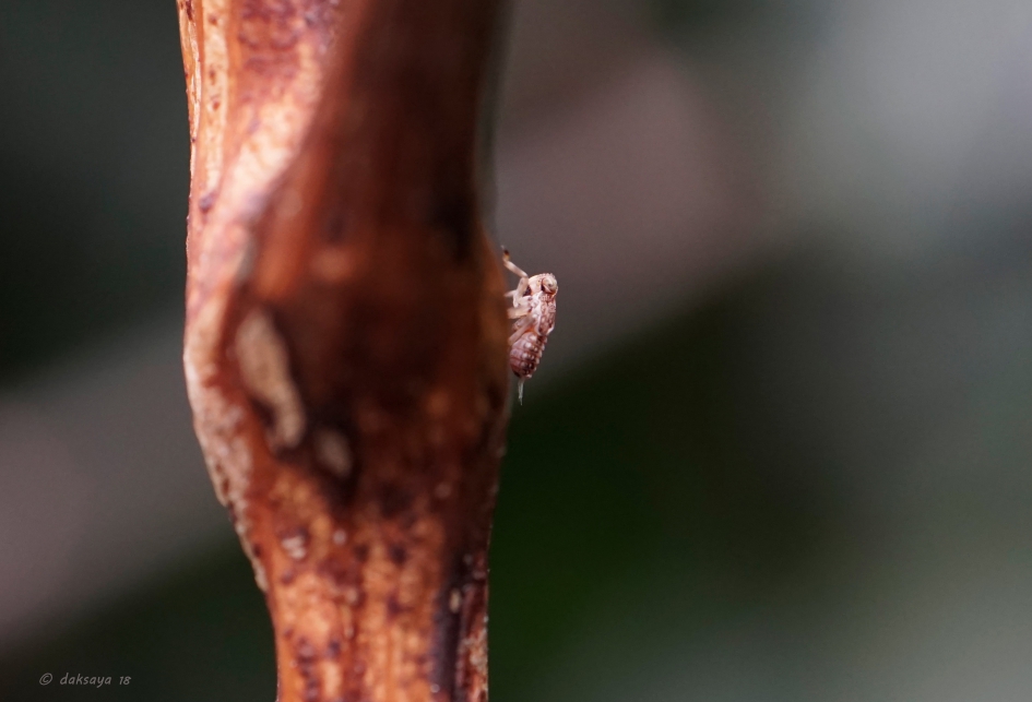 Issus coleoptratus - Geleedpotigen - 