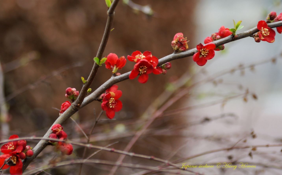 Japanse Sierkwee - Planten - Japanse Sierkwee
