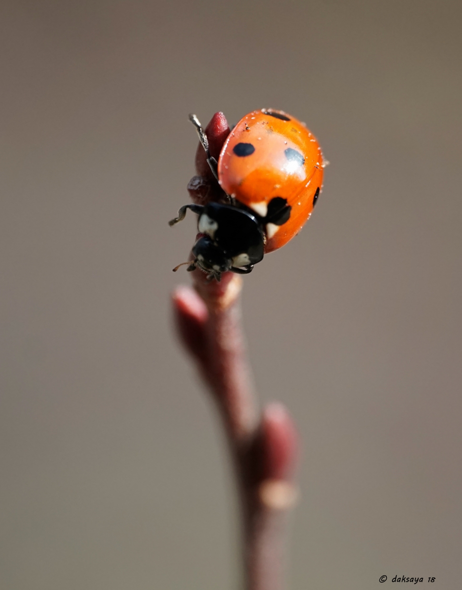 Jeetje! - Geleedpotigen - Zevenstippelig lieveheersbeestje
