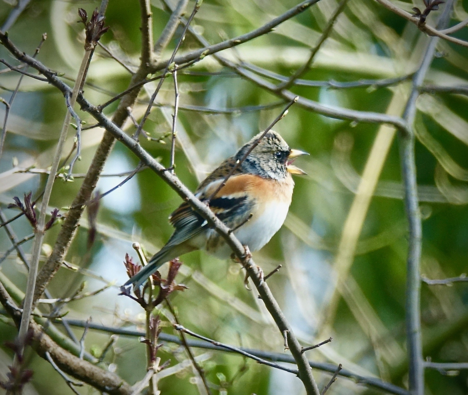 Keep - Vogels - Keep