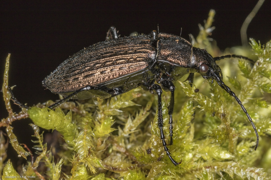 Kettingschallebijter - Geleedpotigen - Kettingschallebijter