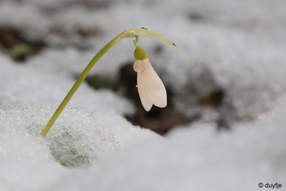 klein maar dapper - Planten - sneeuwklokje