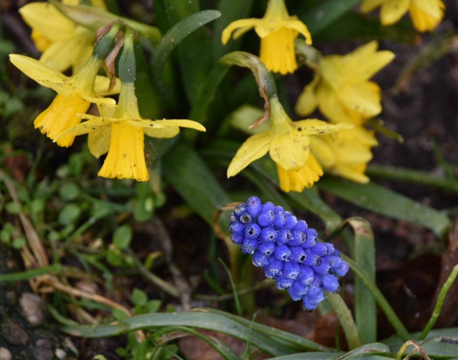 Kleine narcissen en druifje - Planten - 