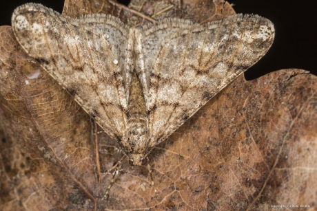 Kleine Voorjaarsspanner