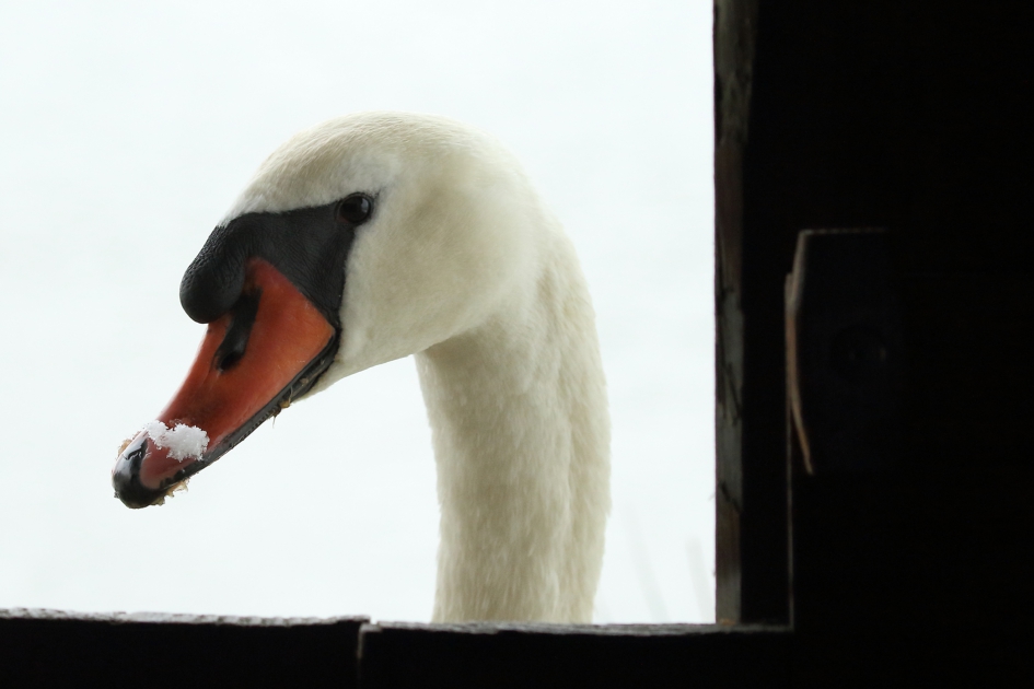 knobbelzwaan -m- - Vogels - 