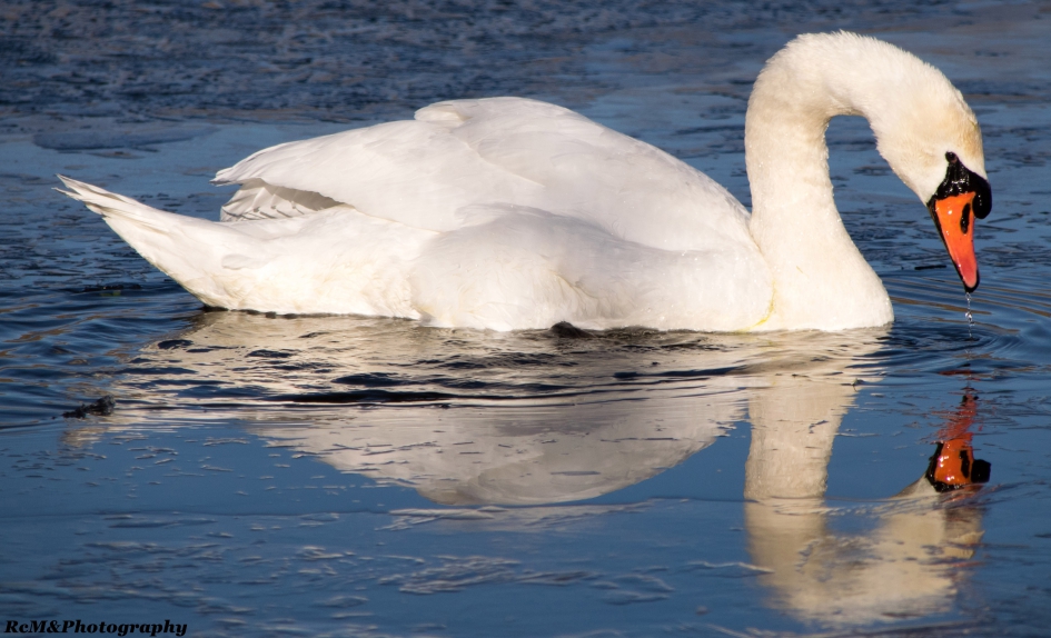 Knobbelzwaan. - Vogels - Knobbelzwaan.