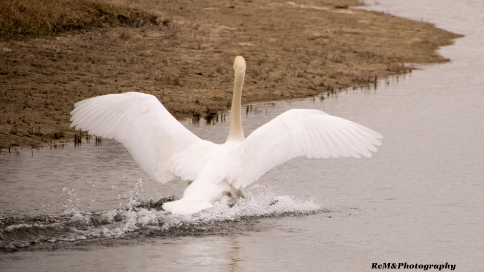 Knobbelzwaan. - Vogels - Knobbelzwaan.