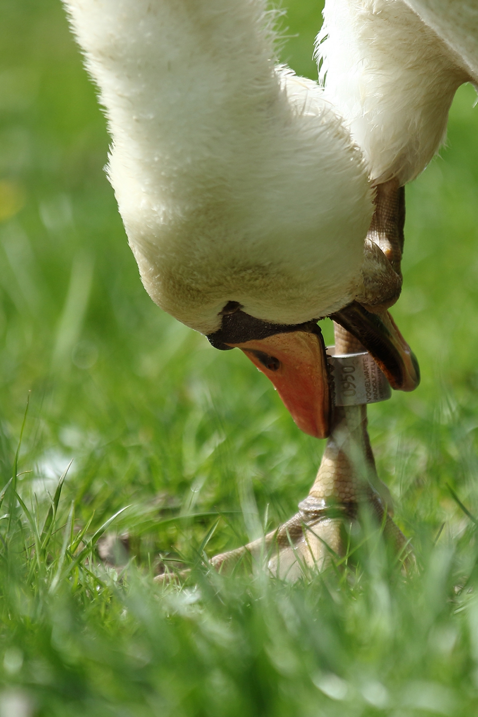 knobbelzwaan - Vogels - 