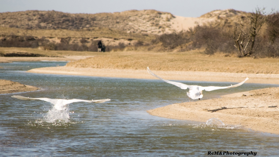 Knobbelzwaan. - Vogels - Knobbelzwaan.