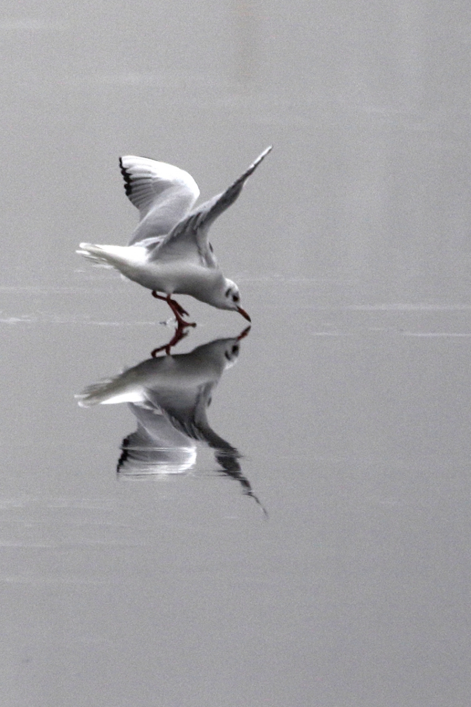 kokmeeuw -winterkleed- - Vogels - 