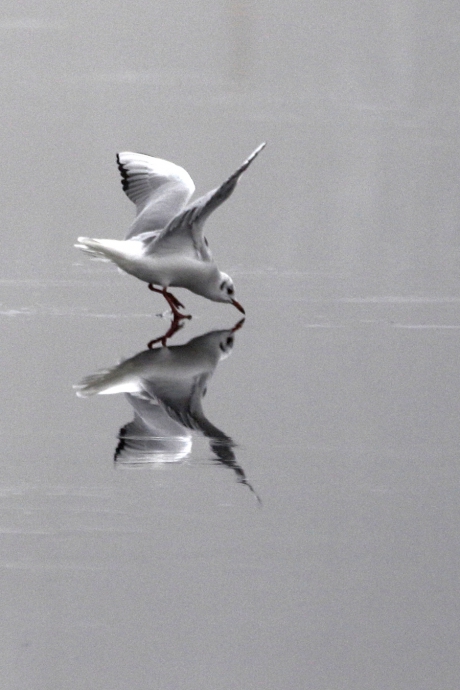 kokmeeuw -winterkleed-