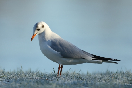 kokmeeuw -winterkleed-