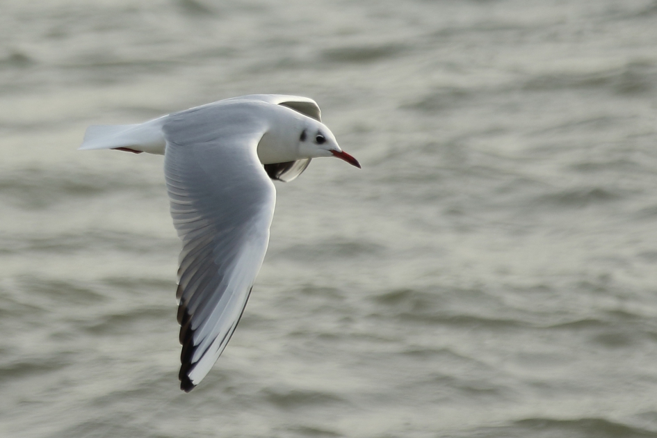 kokmeeuw -winterkleed- - Vogels - 