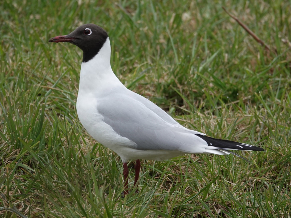 Kokmeeuw - Vogels - Kokmeeuw