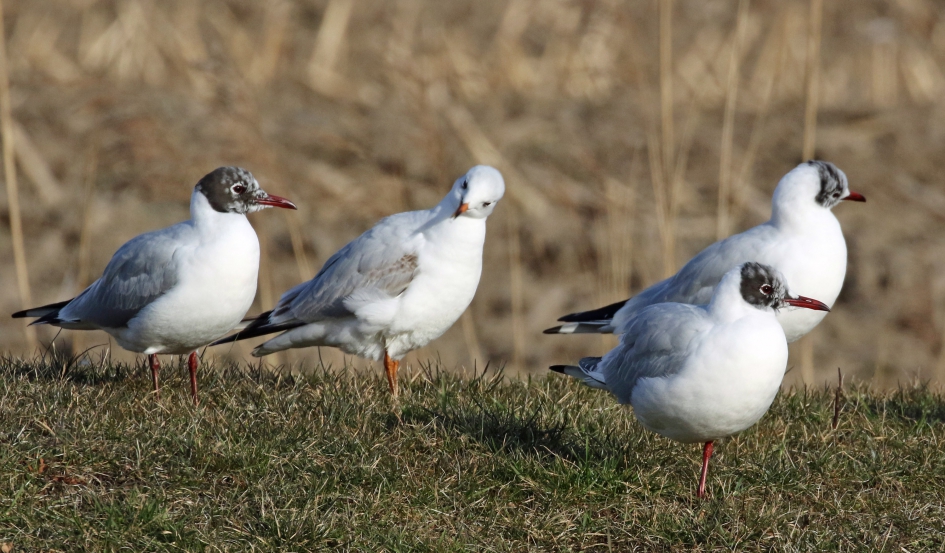 Kokmeeuwen (2) - Vogels - 