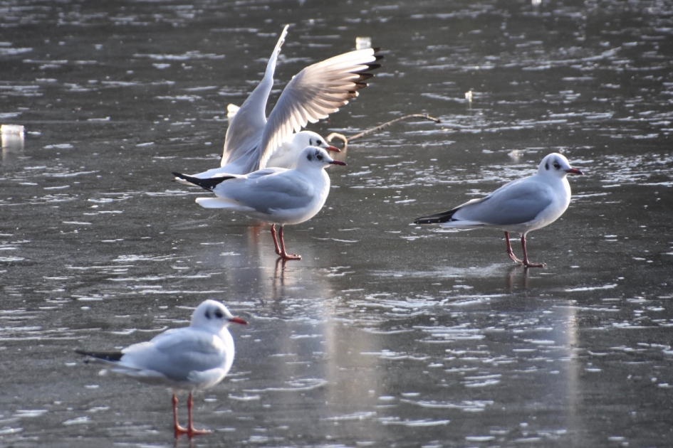 Kokmeeuwen - Vogels - 