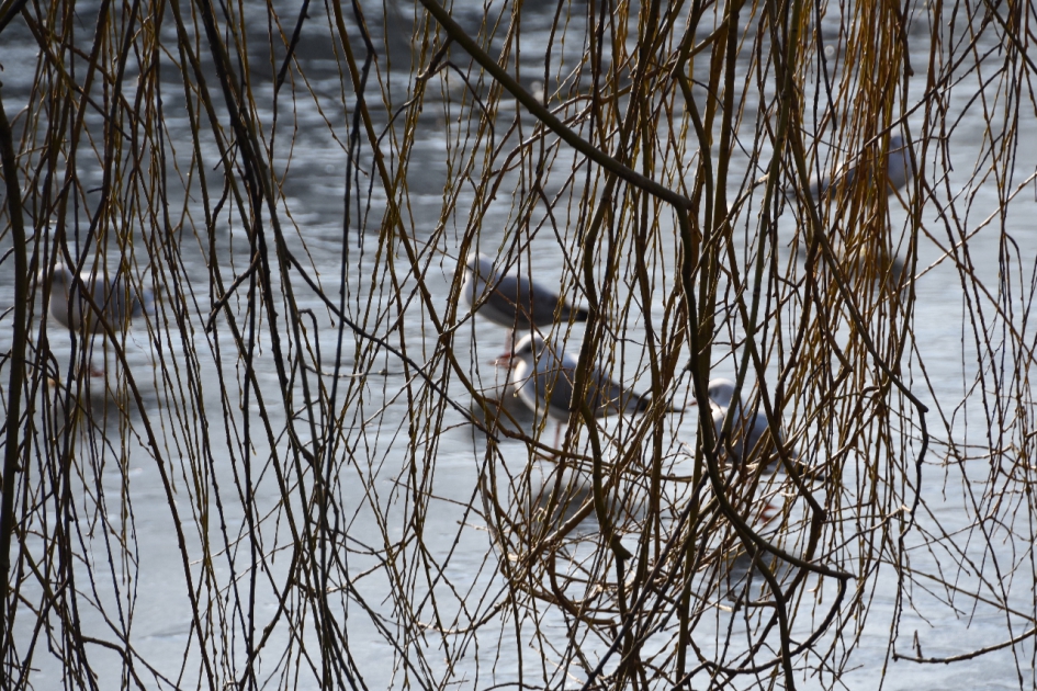 Kokmeeuwen op het ijs - Vogels - 